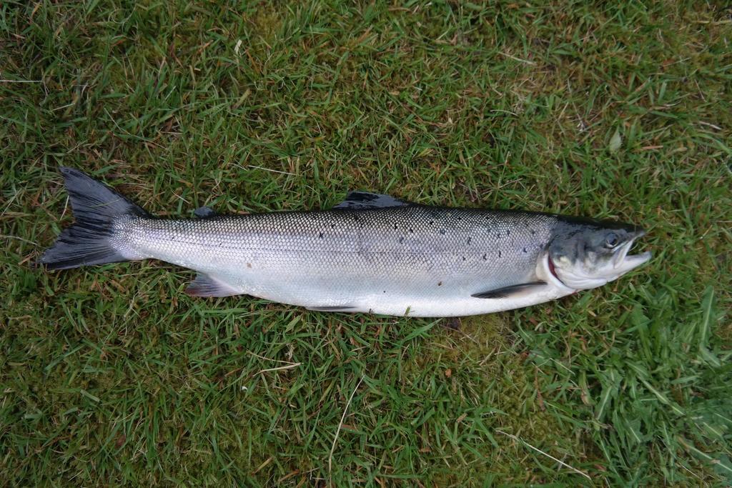Holmset Camping And Fishing Namdalseid Εξωτερικό φωτογραφία